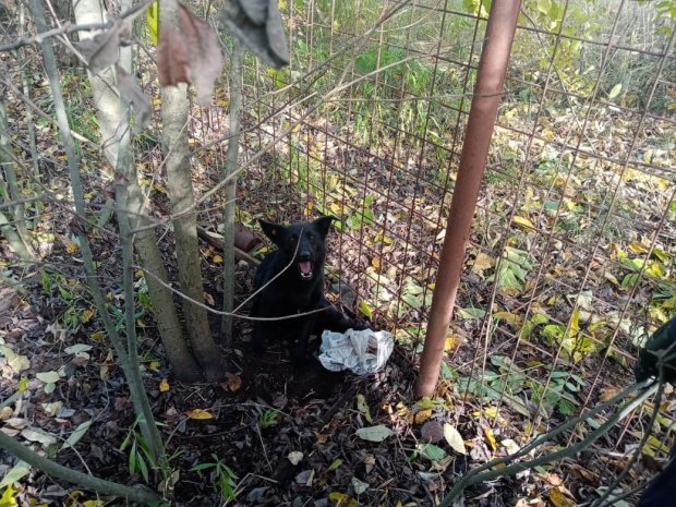 В Можайске спасатели высвободили бездомную собаку из ловушки