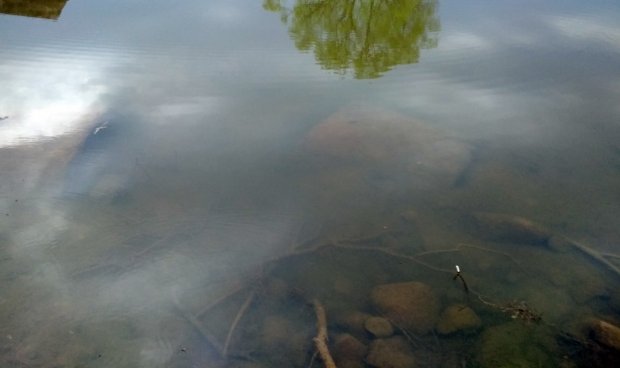 В Можайском округе в этом году расчистят Рыльковский пруд