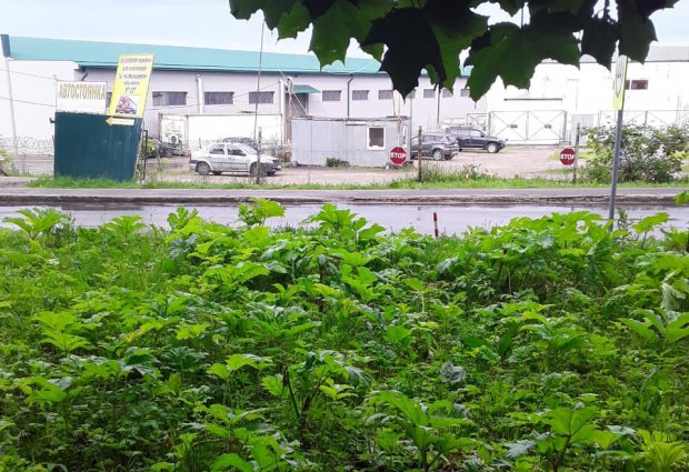 Жители Можайска жалуются, что город зарос травой и борщевиком 