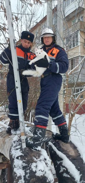 В Можайске спасатели сняли с дерева испуганного котенка 