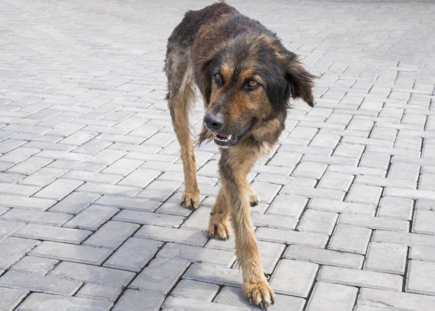 Можайскому округу выделили 754 тысячи рублей на отлов бродячих собак 