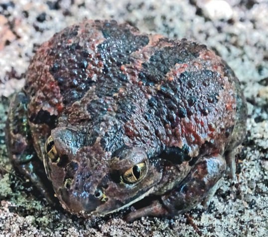 Экологи пересчитают краснокнижных лягушек чесночниц в Подмосковье 