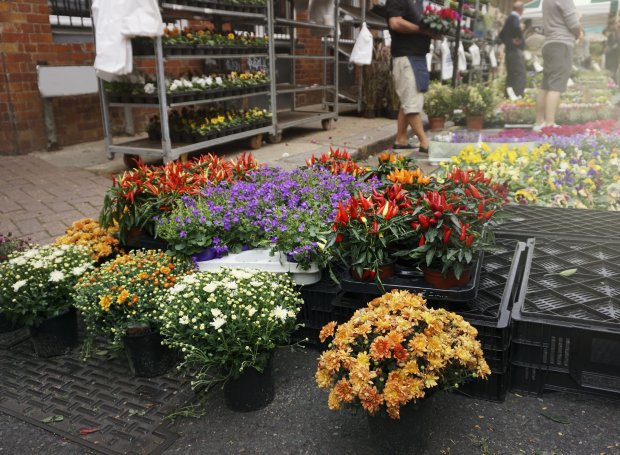 В Можайске закупают рассаду цветов за 815 тысяч рублей для украшения города 