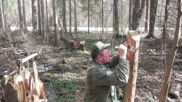 В Борисовском лесничестве приступили к отводу лесосек под санитарные мероприятия 