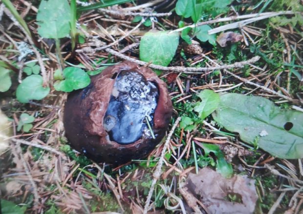 Редчайший гриб «ведьмин котел» нашли в лесу под Можайском 