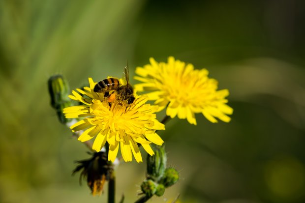 Пчеловодов Можайского округа предупредили об обработке полей пестицидами